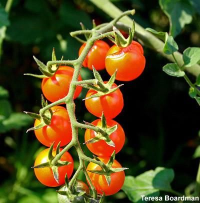 TOMATE CEREJA