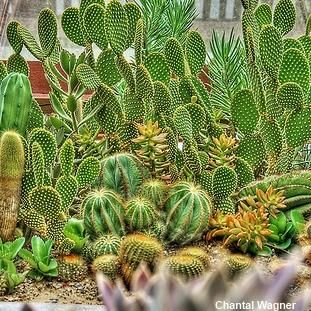 Cactos Ornamental Sortido