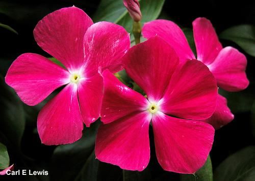 Vinca Sortida Boa Noite