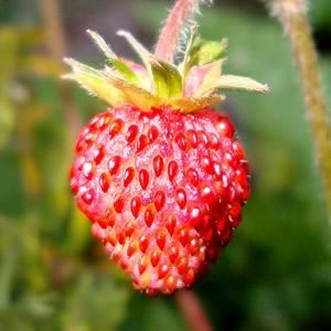 Morango Ornamental Silvestre